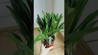 Maxillaria shepheardii [upl. by Duma]