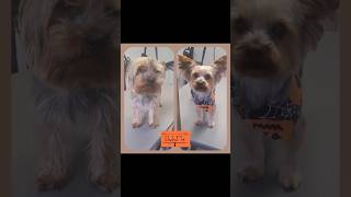 🎃 🐾 Brook 🐾 👻 dog puppy chiens cute chienmignon toilettagecanin halloween doglover yorkie [upl. by Gastineau]