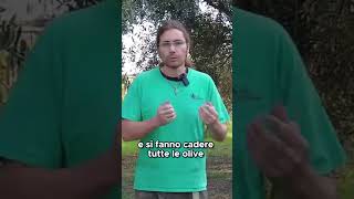 Come usare lABBACCHIATORE per raccogliere le OLIVE  GUARDA IL VIDEO COMPLETO [upl. by Travus]