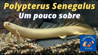 Polypterus Senegalus Albino  temperatura PH alimentação e muito mais [upl. by Eylrahc]