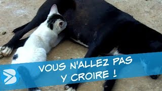 CES CHIENNES ALLAITENT DES CHATS  INCROYABLE [upl. by Eelrebmyk]