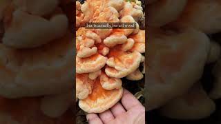 Have you ever tried Laetiporus cincinnatus aka the whitepored chicken of the woodsviralvideo [upl. by Aselehc]