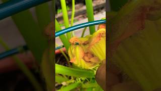 Hand Pollinating Squash Plant backyardgardening organicgardener organicgardening homesteading [upl. by Akinom]