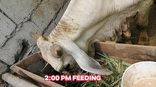 Cow  Feeding quotOnce Projectquot [upl. by Adilem89]