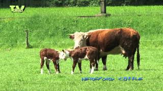 Hereford cattle amp calves [upl. by Juana]