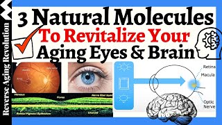 3 Natural Molecules To Revitalize YOUR AGING EYES amp BRAIN [upl. by Bazil9]