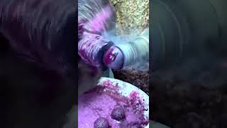 How amethyst small sphere are made helmsmancrystal crystalssphere gemstone stone factory [upl. by Manoop]