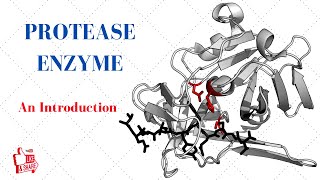 PROTEASE ENZYME An Introduction [upl. by Oakley666]