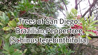 11024 Trees of San Diego Brazilian Peppertree Schinus terebinthifolia Lake Murray [upl. by Childs]