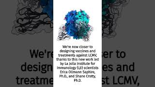 Attacking lymphocytic choriomeningitis virus LCMV [upl. by Eillime]