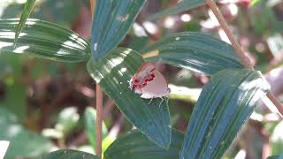 Nicolaea besidia butterfly [upl. by Eahsel]