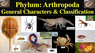 Arthropoda  Phylum Arthropoda  General Phylum Arthropoda Characters and Classification  Part 1 [upl. by Annavaj960]