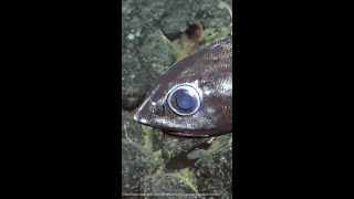 The Rattail A Spooky DeepSea Predator Lurking in Canadas Ocean Depths [upl. by Adnohryt590]