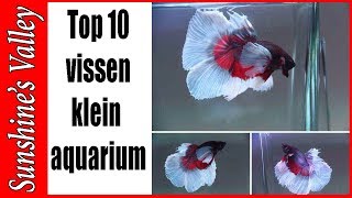 Top 10 aquariumvissen voor klein tot middelgroot aquarium  Aquarium Sunshine Valley [upl. by Manouch]