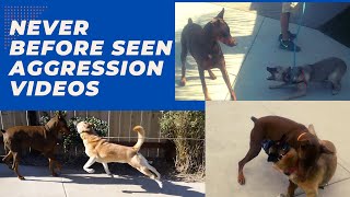 Crazy aggression dominant reactive and leash reactive videos You dont want to miss Bosco [upl. by Nerred275]