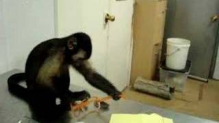 Pet Primates Cause Problems [upl. by Kipton]