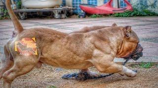 Top 10 las razas de perros más musculosas [upl. by Quiteris]