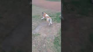 manchita corriendo por el parque alem 🐶🐶🐶 [upl. by Dawson]