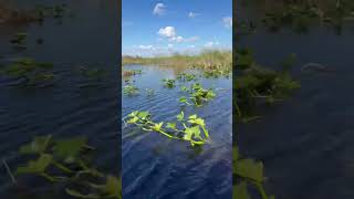 Airboat ride in Everglades Florida airboat boat everglades [upl. by Ojimmas123]