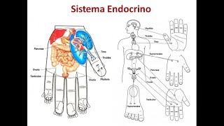 Terapia Su Jok  Sistema Endocrino en el Sistema Estándar de Correspondencia [upl. by Gernhard563]