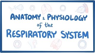 Anatomy and physiology of the respiratory system [upl. by Joanne]