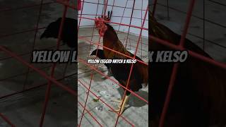 Yellow Legged Hatch x Kelso farm farming bukid chicken [upl. by Gladine]