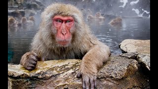 Japanese Macaque Monkey 🐒 HD Sound Effect 2 [upl. by Eppie474]