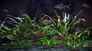 Denison Barb Sahyadria Denisonii Biotope Community Aquarium [upl. by Enaamuj300]