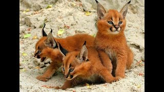 Strange Wild Cat Called A Caracal Might Just Be The Cutest Animal In The World [upl. by Kimmie923]