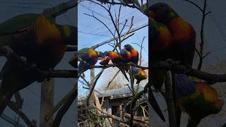 Pecking Order trippytippi lorikeet [upl. by Norling]