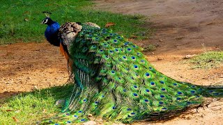 Peacock screaming Noise  Peacock sounds [upl. by Llemar]