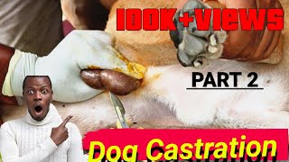 Dog Castration By Open Method 🐕🩸  PART 2  Suturing dogshorts cutedog castration shorts [upl. by Phemia557]