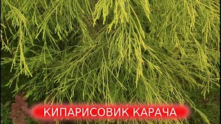 Кипарисовик лавсона Карача Chamaecyparis lawsoniana Karaca [upl. by Fern884]