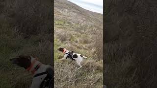 Stella is pure adrenaline pointer birdhunting birddog huntingdog gsp hunting gundog hunt [upl. by Aenaj]