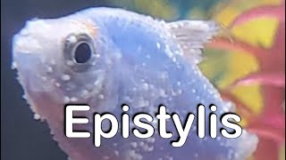 Cookie’s Fishroom Episode 20 Epistylis and how to treat it [upl. by Faxon]