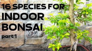 16 Tree Species for Indoor Bonsai Part 1 [upl. by Nawuj]