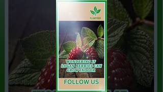 Can Loganberries Be Grown Indoors plants fruitgardening fruits [upl. by Rivi]