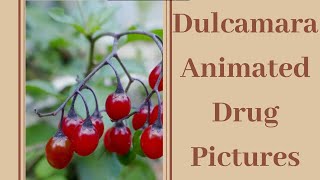 Dulcamara animated drug picture [upl. by Philander]