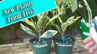 Etsy Plant Haul  White Variegated Crotons  Angels Trumpets amp Alphelandra [upl. by Nylahs]