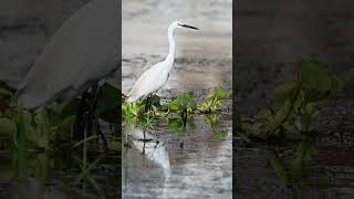 Little Egret littleegret egrets shorts [upl. by Letram]