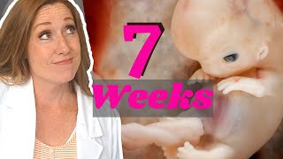 Week 7 of Pregnancy PLUS General Dos and Donts During Pregnancy [upl. by Leak756]