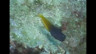 フタイロカエルウオ Bicolor blenny（Ecsenius bicolor） 《カエルウオ①》 [upl. by Stover]