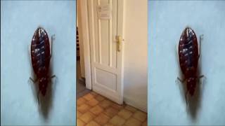 Хостел Витт Witt Варшава Осторожно КЛОПЫ Hostel Witt Warsaw Attention be careful bed bugs [upl. by Golda237]