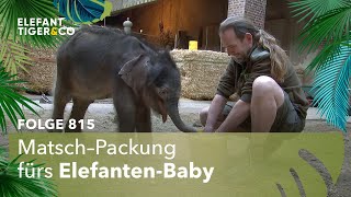 Matschepatsche Folge 815  Elefant Tiger amp Co  MDR [upl. by Jacynth]