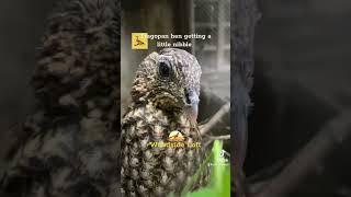 Tragopan Hen having getting a little snack woodsideloft poultry woodsideloft [upl. by Jamison713]