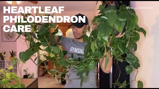 Heartleaf Philodendron Care [upl. by Aleece]