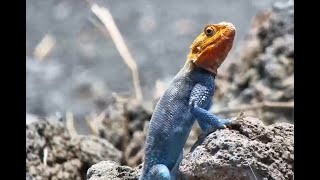 Agama Watching Life Pass [upl. by Magel]