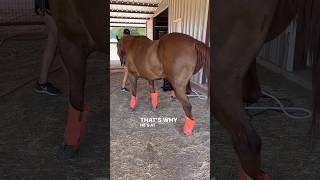 STRINGHALT SEVERE CASE HELPING THIS HORSE WITH PEMF horsecare equinebodywork [upl. by Icyak689]