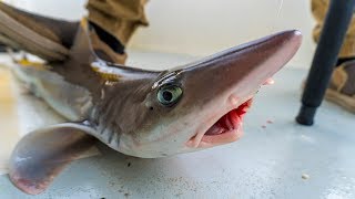 Catch amp Cook Dogfish Shark on the Grill  Field Trips Delaware  Field Trips with Robert Field [upl. by Keram]