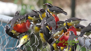 REINITA COMÚN alimentándose de manzanas Bananaquit Coereba flaveola portoricensis SUBESPECIE PR [upl. by Hajan]